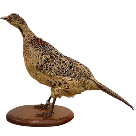 Taxidermy Female Ringneck Pheasant on Wood Base