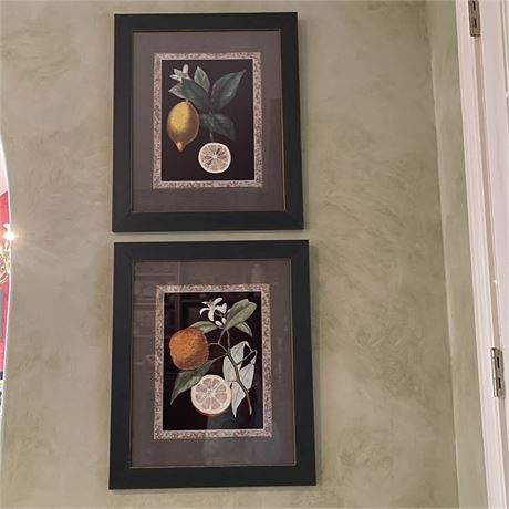 Pair of Framed Botanical Still-Life Prints