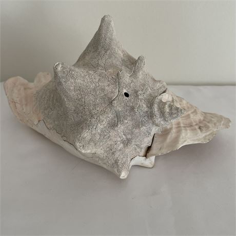 Large Conch Shell