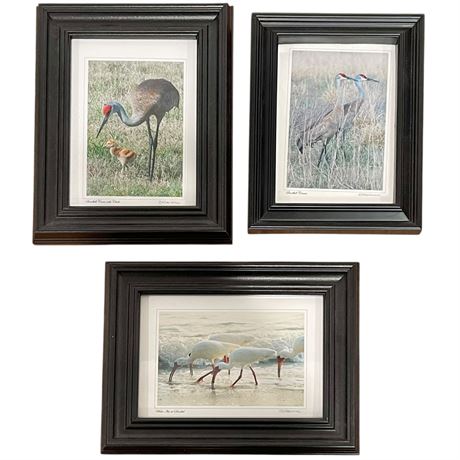 (3) Max Simie Framed Bird Photographs