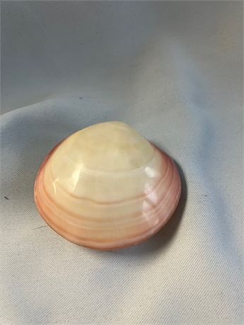 Decorative Clam Shell