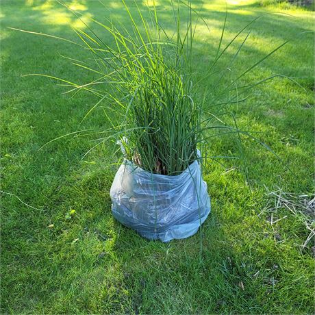 Pompass Grass