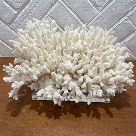 Natural White Coral Reef Mounted on Lucite Block Stand