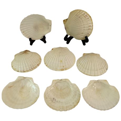 (8) Seashell Serving Dishes