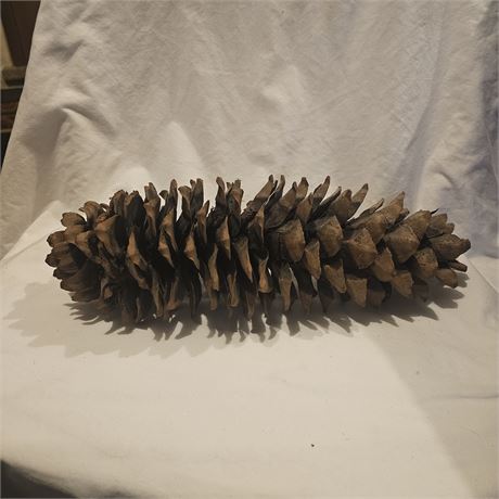 Large Fresh Sugar Pine Cone 12” Tall, Fall & Christmas Decoration