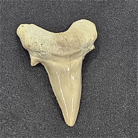 Shark Tooth