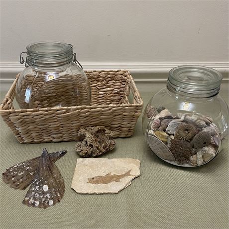 Collected Sealife - Fish Fossil, Shells & More w/ Glass Jars & Basket