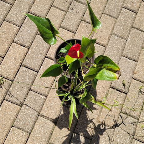 Plants