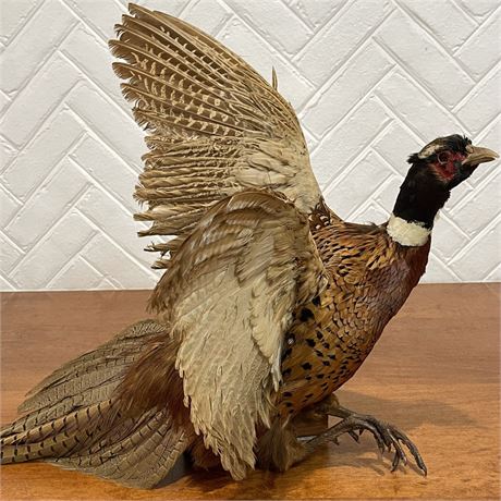 Taxidermy Ring-Neck Male Pheasant