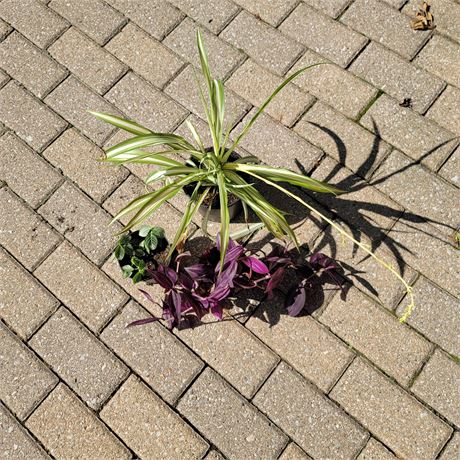Plants
