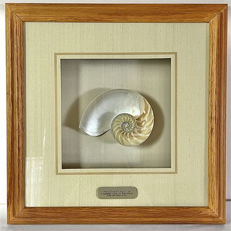 Chambered Nautilus Pompilius Rare Specimen Shell Shadow Box Display