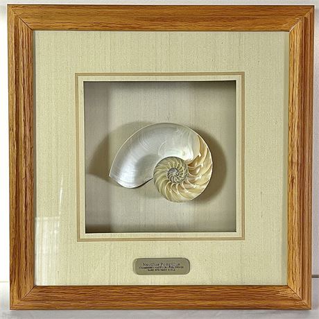 Blazing Auctions - Chambered Nautilus Pompilius Rare Specimen Shell ...