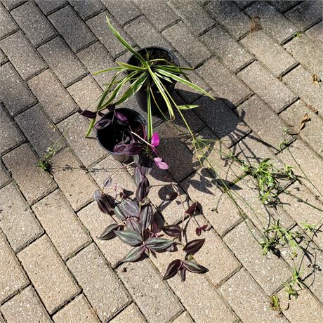 Plants