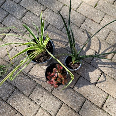 Plants