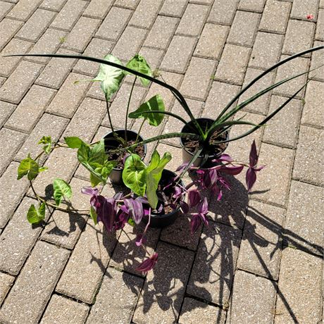Indoor Plants