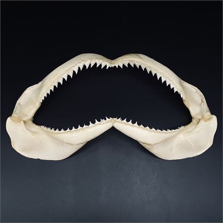 Genuine Shark Jaw Bone