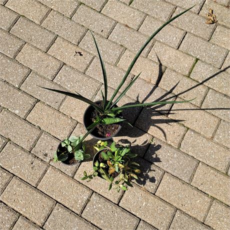 Plants
