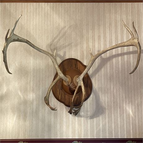 Caribou Antlers with Skull Cap Wall Mount