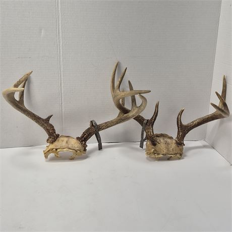 2 Eight Point Deer Antler Sets