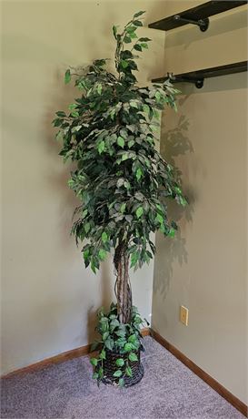 6ft tall Ficus Tree