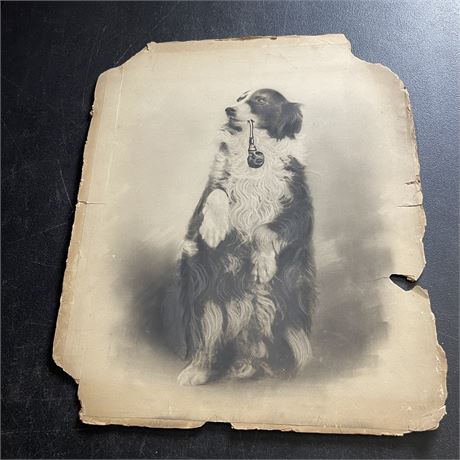 Antique Portrait of Dog with Pipe