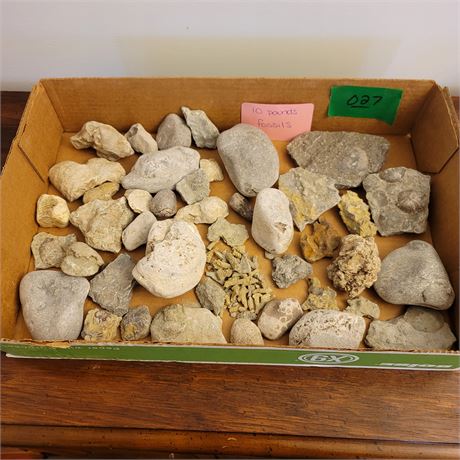 Fossils 10 pounds