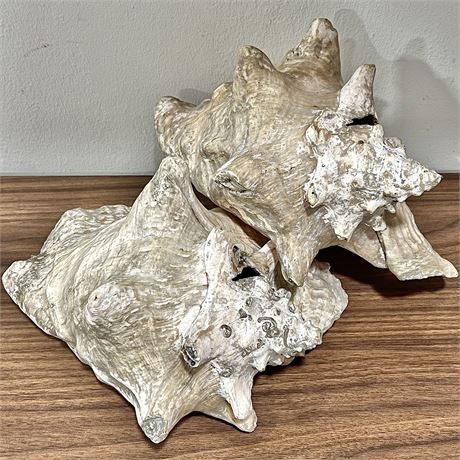 Pair of Large Conch Shells