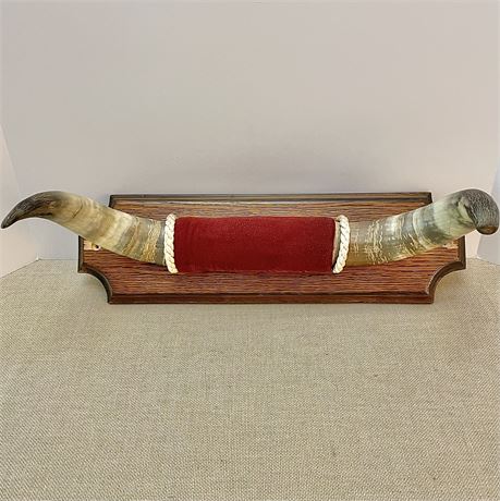 Vtg Mounted Bull Horns