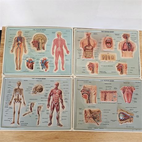 Westlab Inc. medical anatomy 3D molded charts set of 4