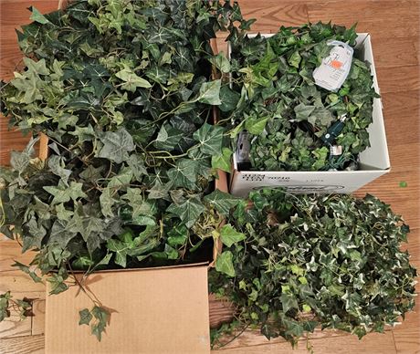 Large Lot of Ivy