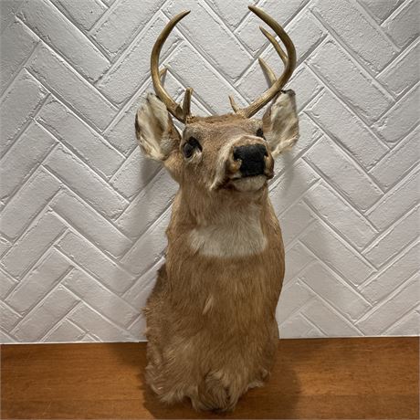 Whitetail Buck Taxidermy Wall Mount