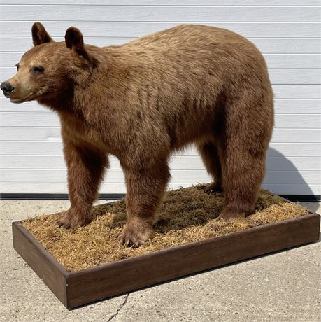 4 y/o Wild Male Black Bear Taxidermy from Alberta, Canada on Base w/ Casters