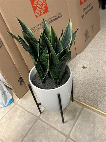 Artificial Plant w/Stand