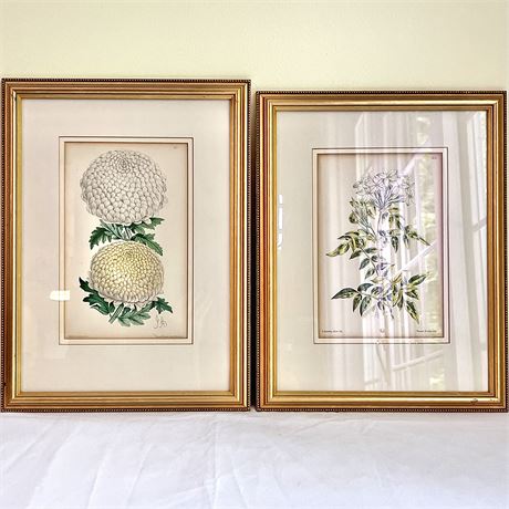Antique Signed J. Andrews Framed Botanical Prints